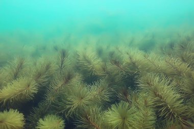 Gölet alt ALG yakın çekim