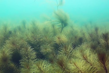 Gölet alt ALG yakın çekim