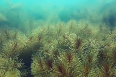 Gölet alt ALG yakın çekim