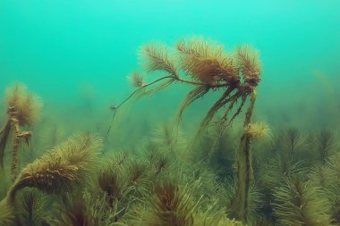 Gölet alt ALG yakın çekim