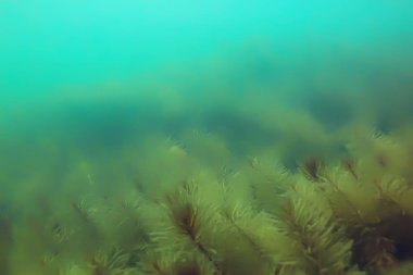 Gölet alt ALG yakın çekim