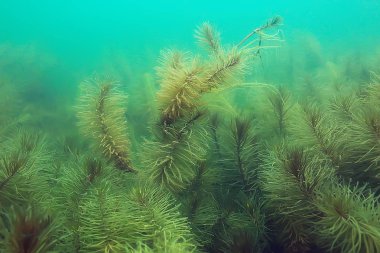 Gölet alt ALG yakın çekim