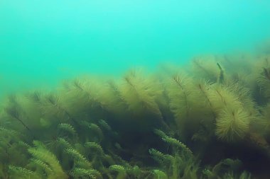 Gölet alt ALG yakın çekim