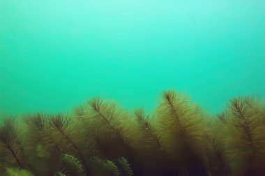 Gölet alt ALG yakın çekim