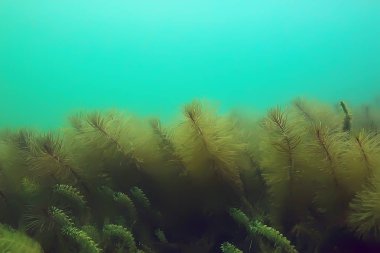 Gölet alt ALG yakın çekim