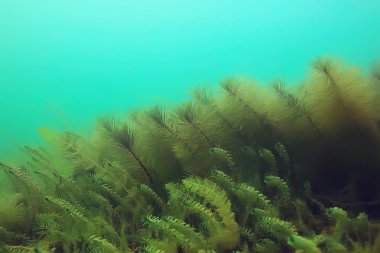 Gölet alt ALG yakın çekim