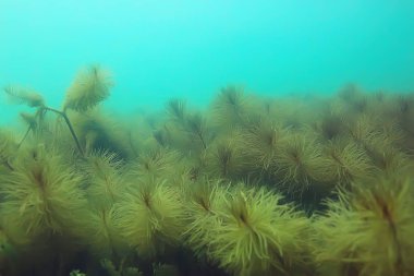 Ekosistem ve gölet alt yosun yakın çekim