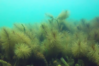 Ekosistem ve gölet alt yosun yakın çekim