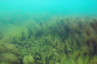 Ekosistem ve gölet alt yosun yakın çekim