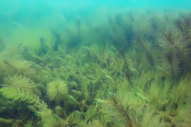 Ekosistem ve gölet alt yosun yakın çekim
