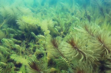Ekosistem ve gölet alt yosun yakın çekim