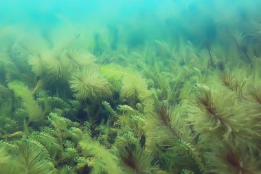 Ekosistem ve gölet alt yosun yakın çekim