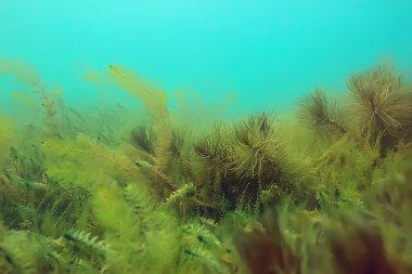Ekosistem ve gölet alt yosun yakın çekim
