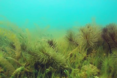 Ekosistem ve gölet alt yosun yakın çekim