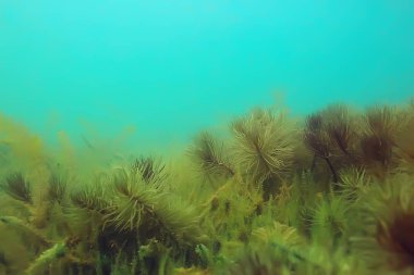Ekosistem ve gölet alt yosun yakın çekim