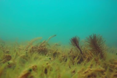 Ekosistem ve gölet alt yosun yakın çekim