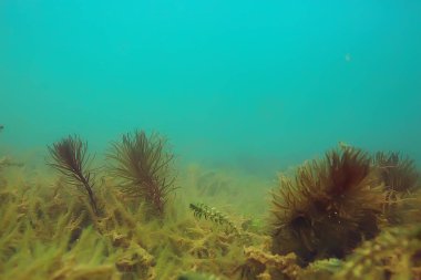 Ekosistem ve gölet alt yosun yakın çekim