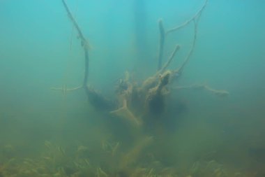 Ekosistem ve gölet alt yosun yakın çekim