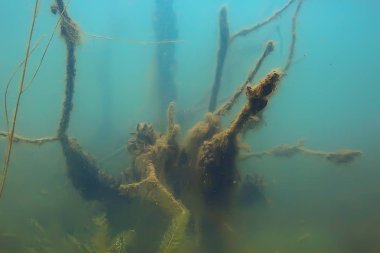 ağaçlar sualtı taze su / dalış sualtı fotoğraf dünya, ekosistem sualtı manzara sular altında