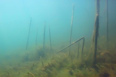 Yeşil Dünya yosun derinlemesine sualtı gölet ekosistem  