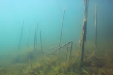 Yeşil Dünya yosun derinlemesine sualtı gölet ekosistem  