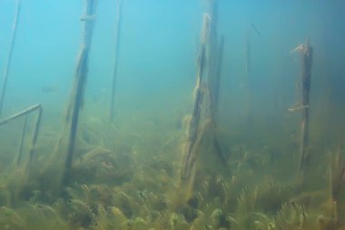 Yeşil Dünya yosun derinlemesine sualtı gölet ekosistem  