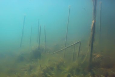 Yeşil Dünya yosun derinlemesine sualtı gölet ekosistem  