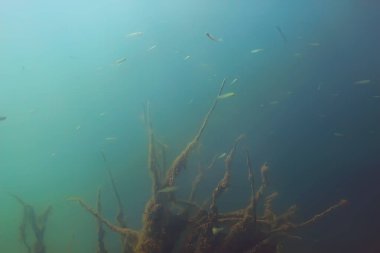 balıklar mangrov orman sualtı görünümünü