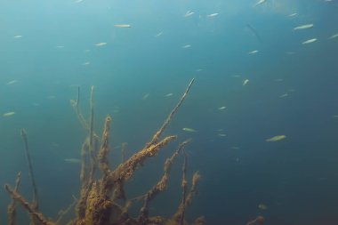 balıklar mangrov orman sualtı görünümünü