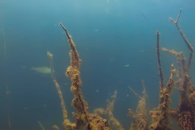 balıklar mangrov orman sualtı görünümünü