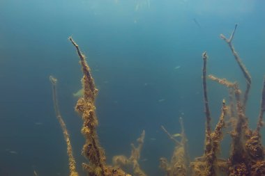 ağaçlar sualtı taze su / dalış sualtı fotoğraf dünya, ekosistem sualtı manzara sular altında