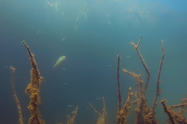 balıklar mangrov orman sualtı görünümünü