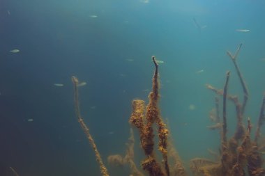 balıklar mangrov orman sualtı görünümünü