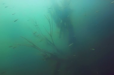 balıklar mangrov orman sualtı görünümünü