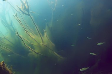 ağaçlar sualtı taze su / dalış sualtı fotoğraf dünya, ekosistem sualtı manzara sular altında