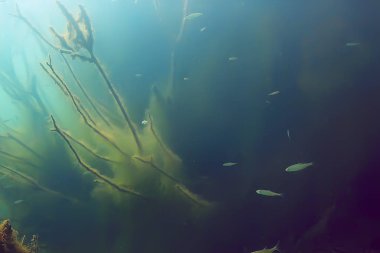 balıklar mangrov orman sualtı görünümünü