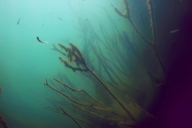 balıklar mangrov orman sualtı görünümünü