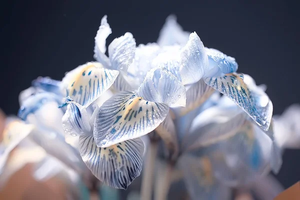 Primer Plano Pétalos Orquídea Con Gotas Agua — Foto de Stock