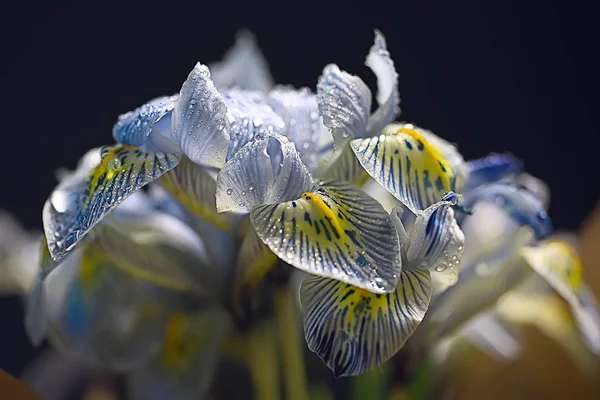 Primer Plano Pétalos Orquídea Con Gotas Agua — Foto de Stock