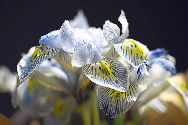 Primer Plano Pétalos Orquídea Con Gotas Agua — Foto de Stock