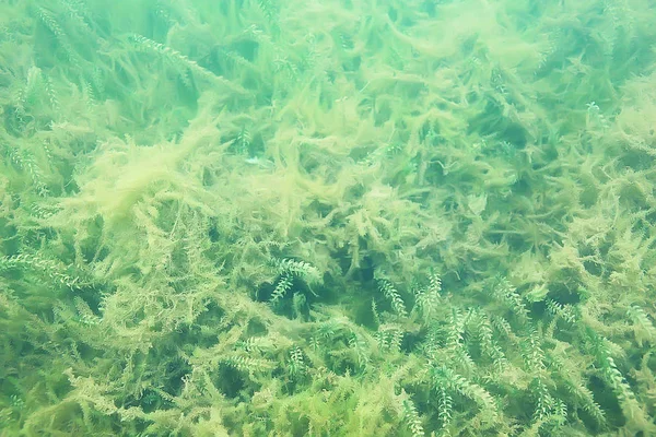 Ökosystem Des Unterwasserteiches Mit Grüner Algenwelt Der Tiefe — Stockfoto