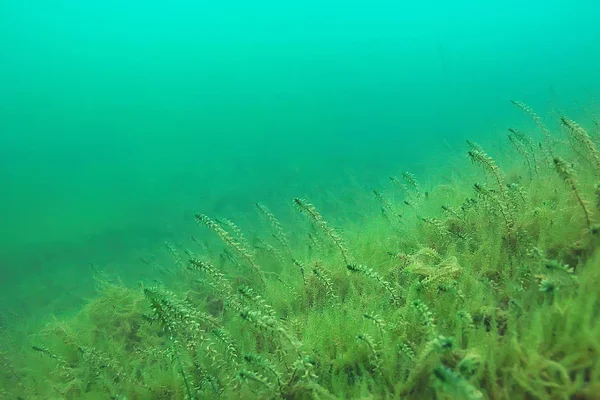 Екосистема Підводного Ставка Зеленими Водоростями Глибині — стокове фото