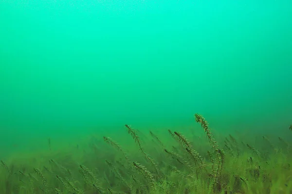 ecosystem of underwater pond with green world algae in depth