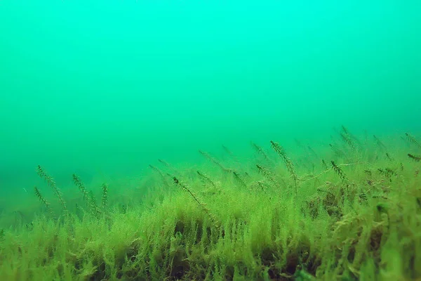 Yeşil Dünya Yosun Derinlemesine Sualtı Gölet Ekosistem — Stok fotoğraf