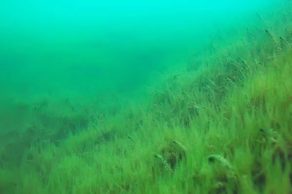 ecosystem of underwater pond with green world algae in depth