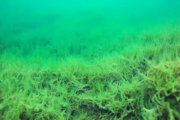 ecosystem of underwater pond with green world algae in depth