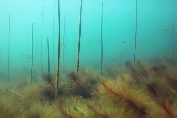 Ecosistema Stagno Subacqueo Con Alghe Del Mondo Verde Profondità — Foto Stock