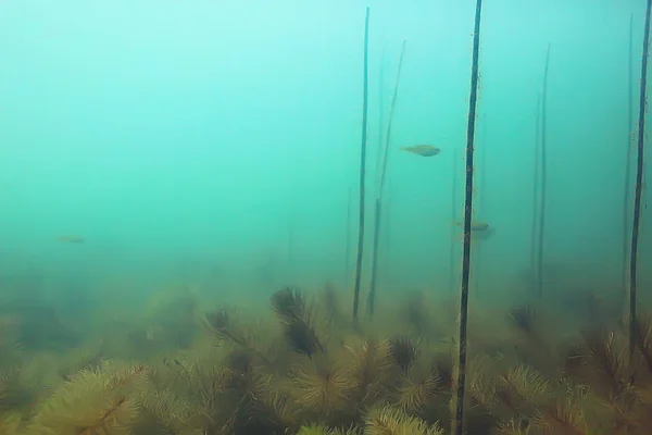 Vista Subacquea Del Pesce Nella Foresta Mangrovie — Foto Stock