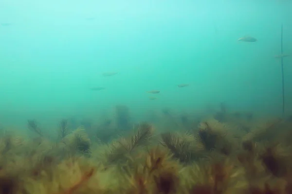 Ökosystem Des Unterwasserteiches Mit Grüner Algenwelt Der Tiefe — Stockfoto