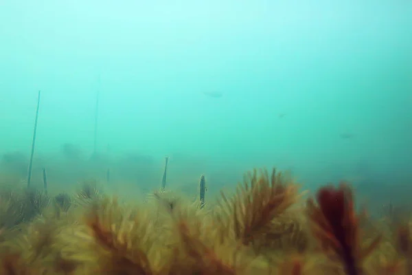 Ecosistema Estanque Submarino Con Algas Del Mundo Verde Profundidad —  Fotos de Stock
